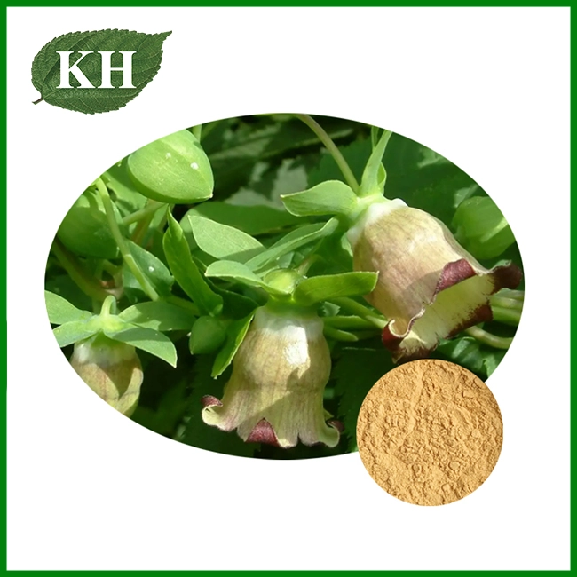 Codonopsis Pilosula Extract
